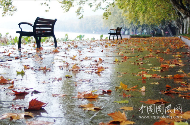秋等風(fēng)聽雨（作者：蘭蘭）