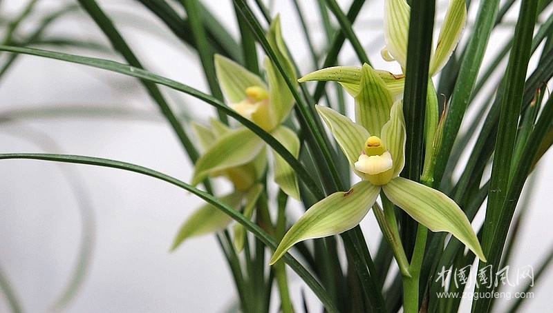 滿室蘭花香（散文）    作者 施福明