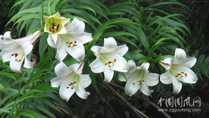 《野百合》  文/青春鳥(niǎo)