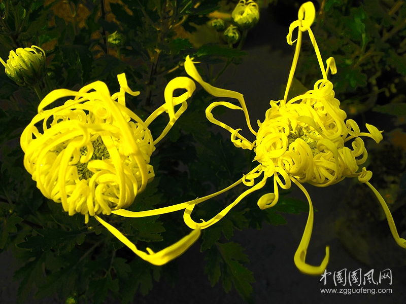 《絲菊》