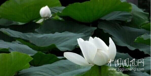 留一些厚道于人，留一份真誠(chéng)于己