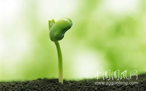 信念是一粒種子