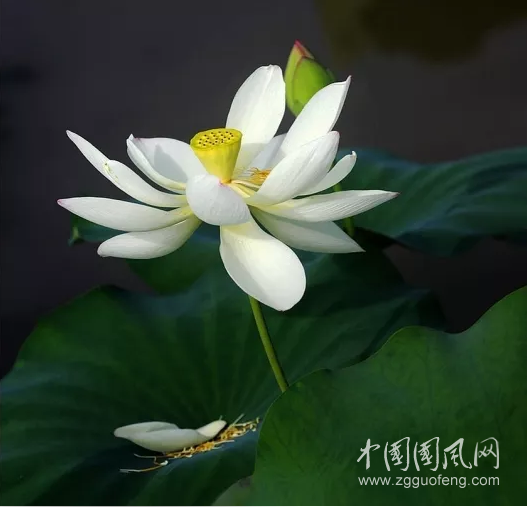  花開菩提