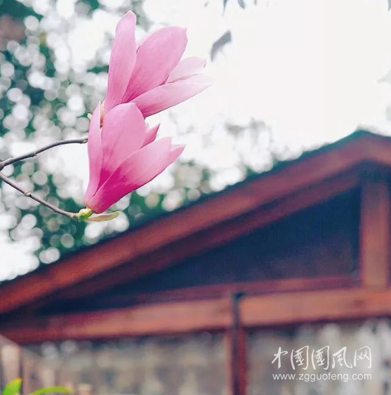 花開(kāi)的聲音