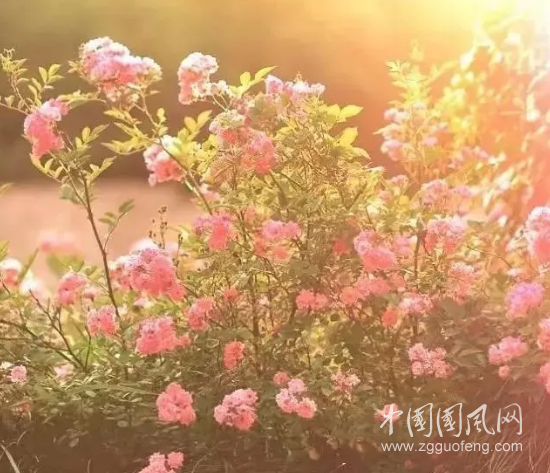  春天的顏色
