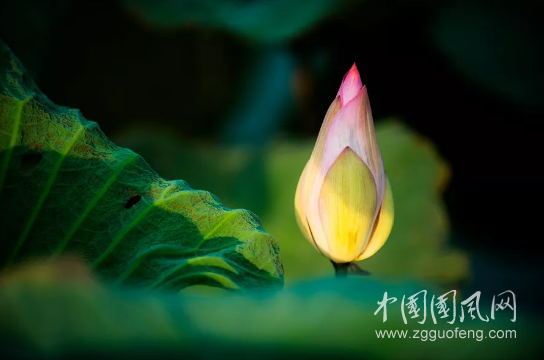 淚滴雨荷