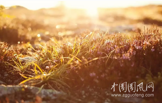 尋找陽(yáng)光