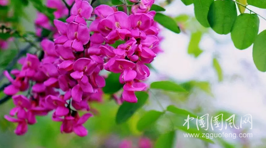  薔薇又開(kāi)，待君來(lái)