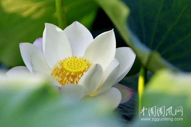  聽   蓮