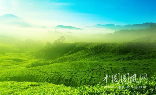  寂靜聽茶語