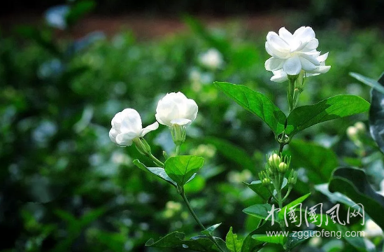 QQ截圖20180605175739.png
