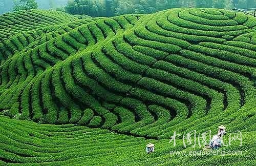 錢國亮  黃山峰頂?shù)姆N茶人