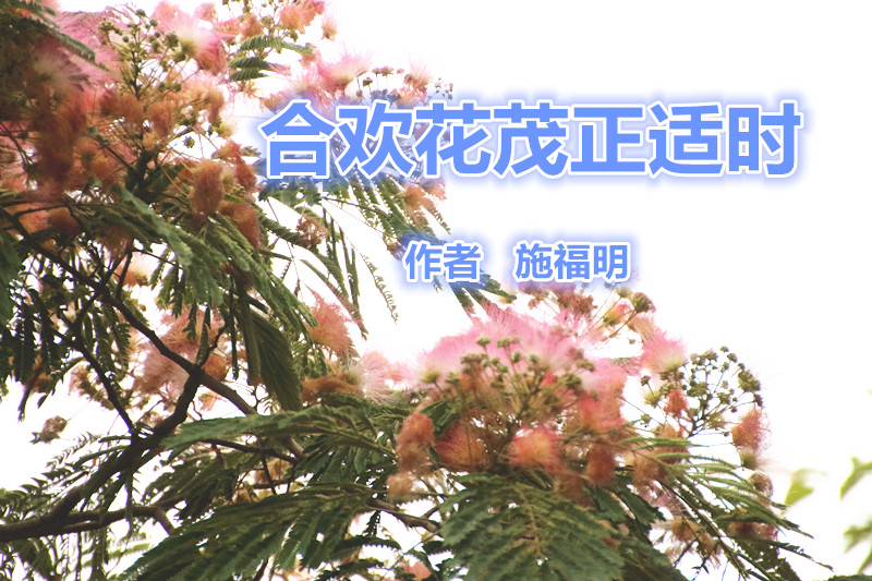  合歡花茂正適時（作者 施福明）