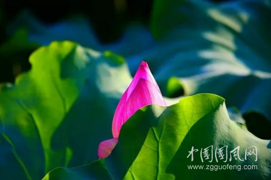 千佛塔寺的禪