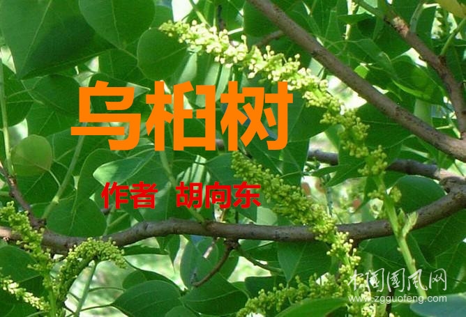  烏桕樹（作者  胡向東）