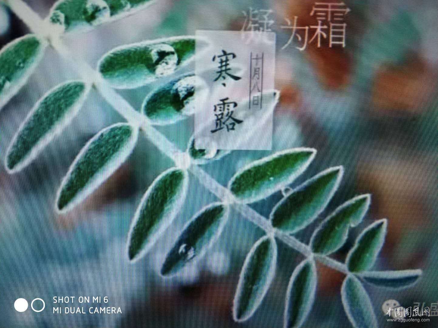寒   露    文/吳忠芹