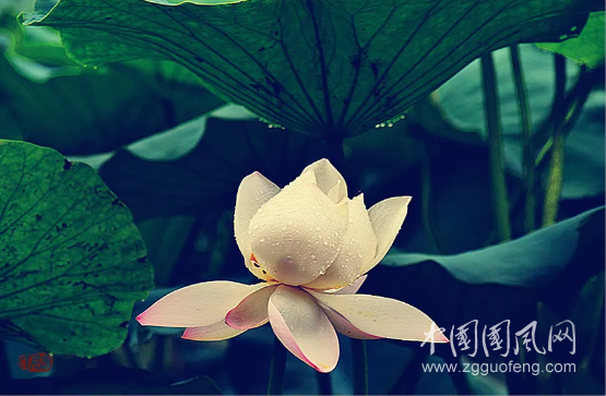  不為覲見，只為溫暖