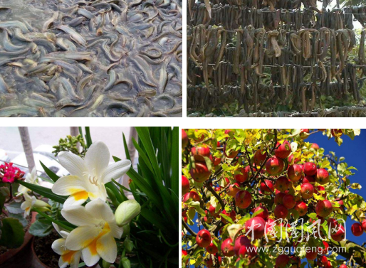 昔日“低洼地”今為“聚寶盆”