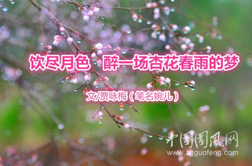  飲盡月色 醉一場杏花春雨的夢（文  賈詠梅）
