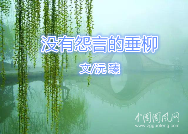  沒有怨言的垂柳(文/沅臻)
