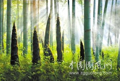 筍