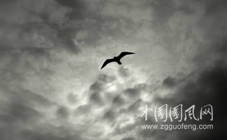 鳥.jpg