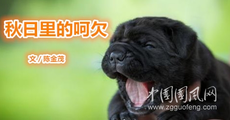  秋日里的呵欠（文／陳金茂）
