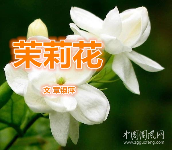 茉莉花（文 章銀萍）
