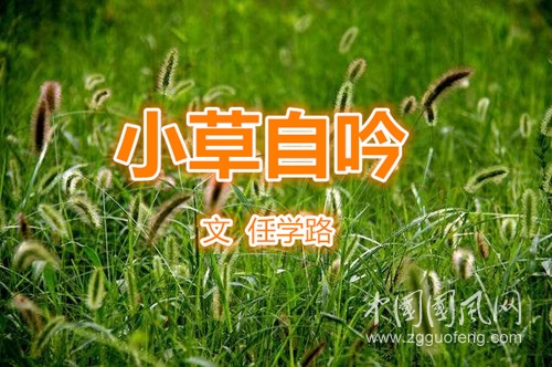  小草自吟(文 任學(xué)路）