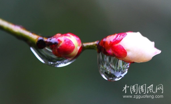  中秋雨來（文/青春鳥(新疆)   ）