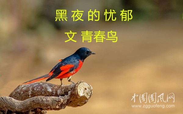 黑夜的憂郁（文  青春鳥(niǎo)）