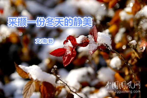  采擷一份冬天的靜美（文/南野   ）