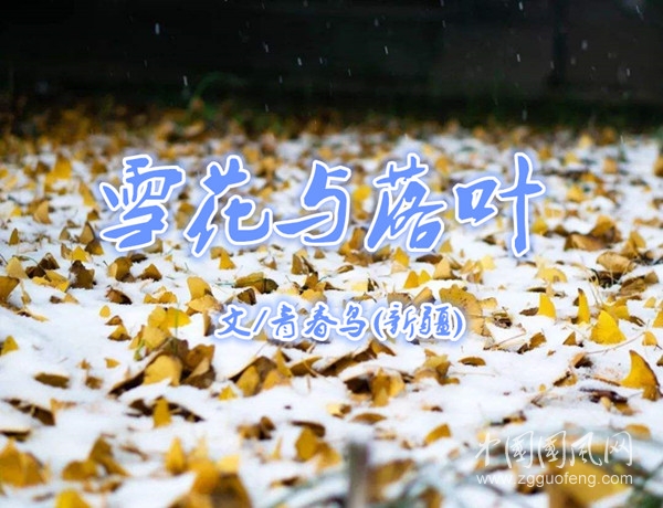  雪花與落葉【文/青春鳥(新疆)】
