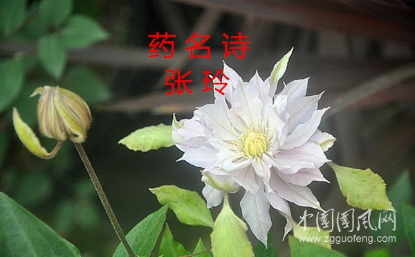 藥名詩四首之一（文 張玲  冬瑩）
