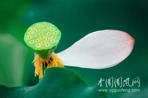  吟菊(文 荊杰)