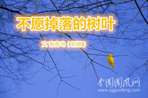 不愿掉落的樹葉  （文 青春鳥）