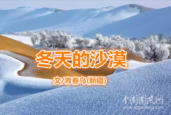  冬天的沙漠（文/青春鳥·新疆)