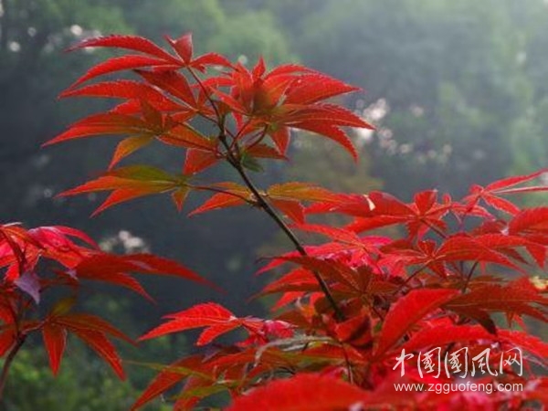 藥名詩(shī)之九（文 張玲 冬瑩）