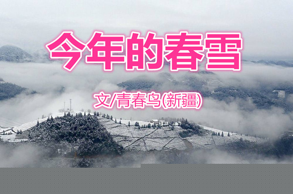  今年的春雪（文/青春鳥)