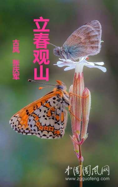 蝴蝶4_副本.jpg