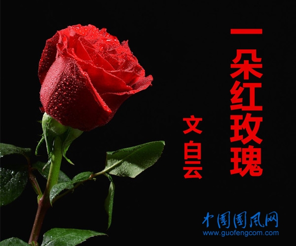 一朵紅玫瑰 （文  白云）
