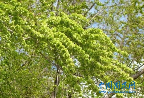 榆  錢(qián)2.webp.jpg