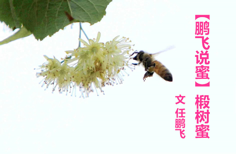  【鵬飛說蜜】椴樹蜜
