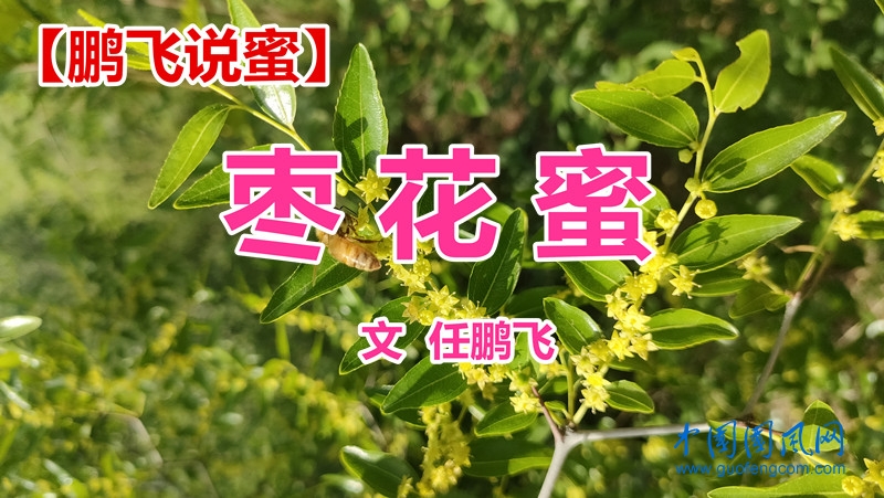 【鵬飛說蜜】棗花蜜