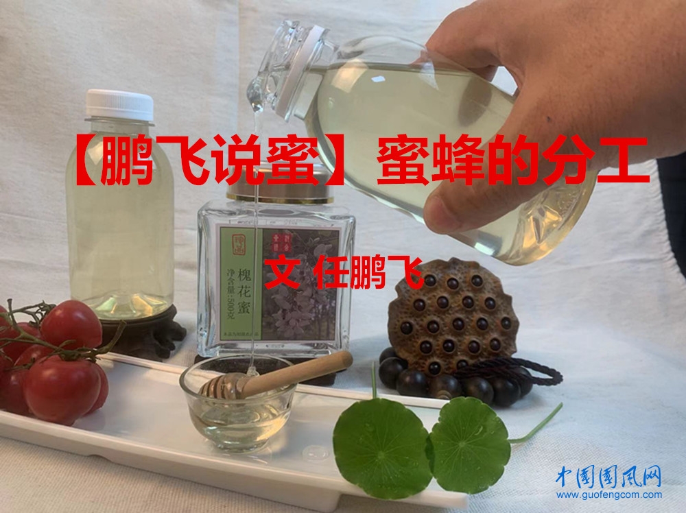 【鵬飛說蜜】蜜蜂的分工