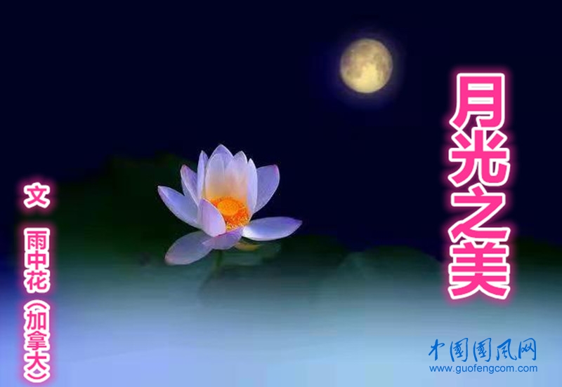  月光之美 【文/雨中花（加拿大）】