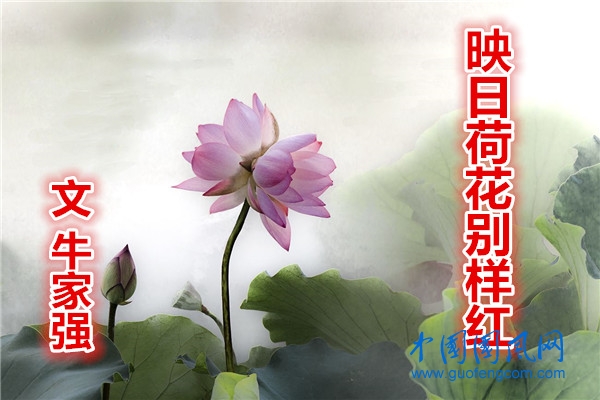  映日荷花別樣紅（文  牛家強(qiáng)）