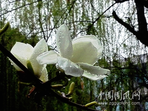 喜雨沐玉蘭（手機(jī)攝影）.jpg