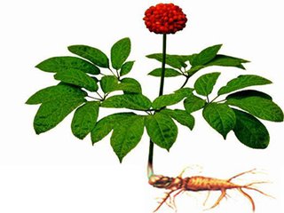 三七花泡水喝的好處