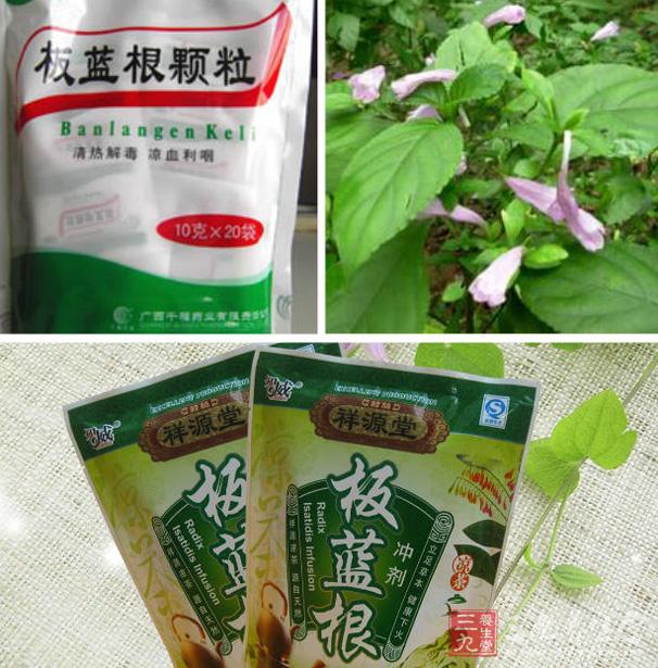 板藍(lán)根真的是“萬(wàn)能神藥”？ 這些人別喝